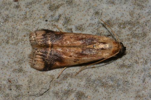 Euzophera osseatella